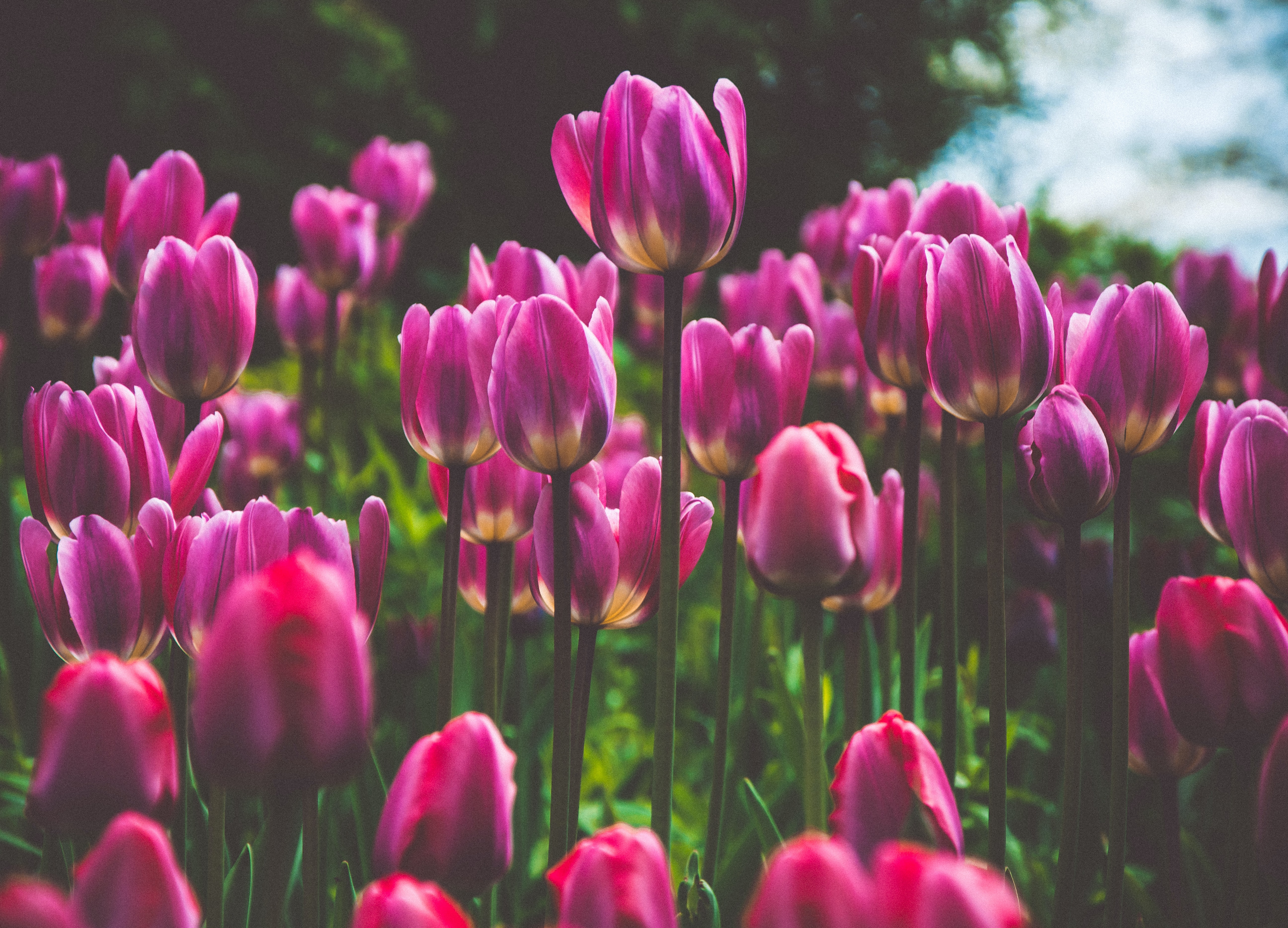 おすすめのホスト情報